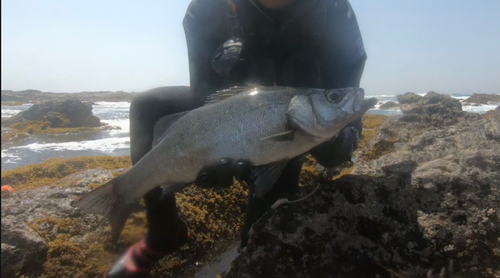 ヒラスズキの釣果