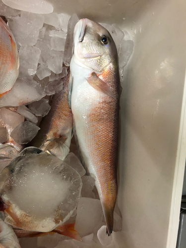 アマダイの釣果