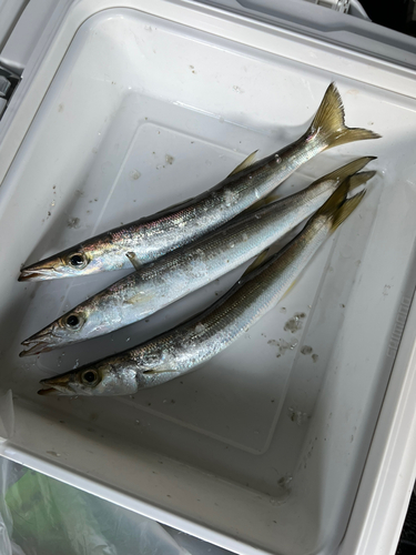 カマスの釣果