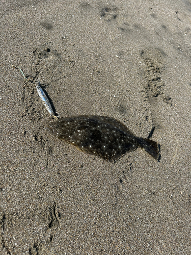 ソゲの釣果