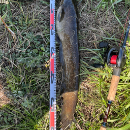 くろむはの釣果