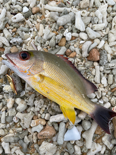 アオノメハタの釣果