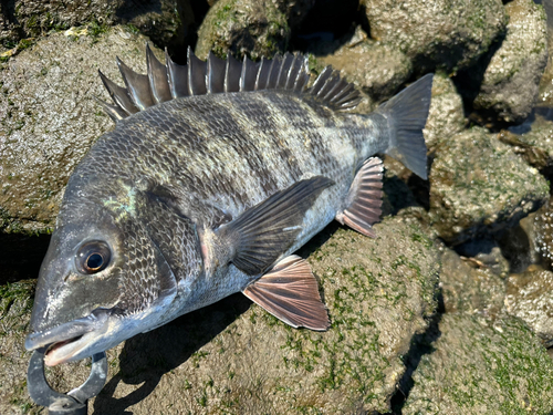 クロダイの釣果