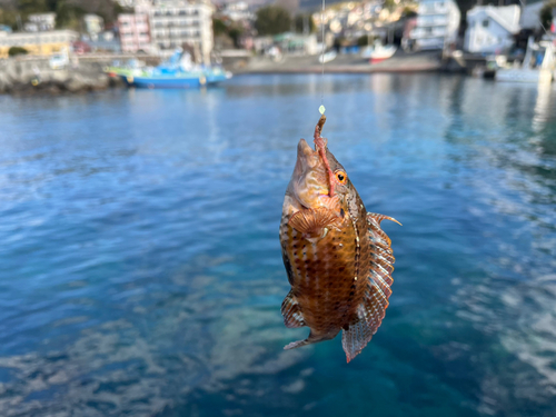 オハグロベラの釣果