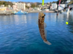 クツワハゼの釣果