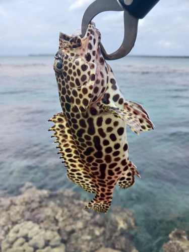 イシミーバイの釣果