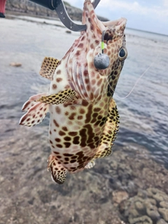 イシミーバイの釣果