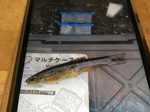 タカハヤの釣果