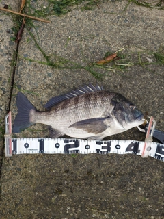 クロダイの釣果