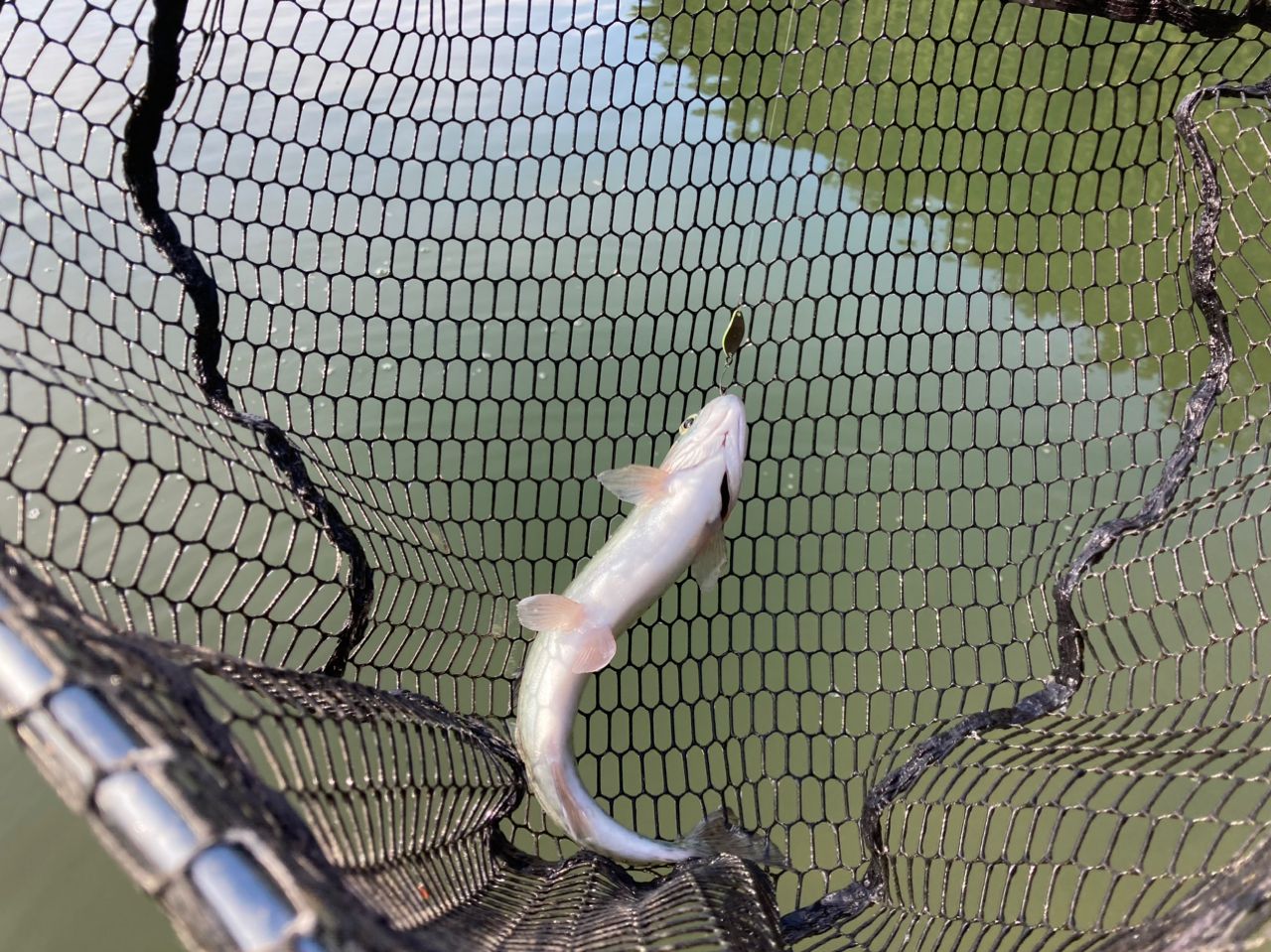 ニジマスの釣果写真