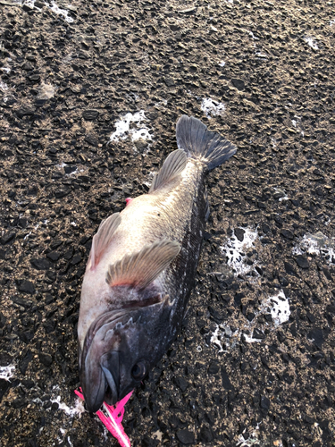 クロソイの釣果