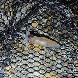 徳川茂茂の釣果