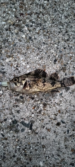 クロソイの釣果