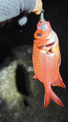 アカマツカサの釣果