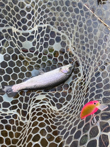 ニジマスの釣果