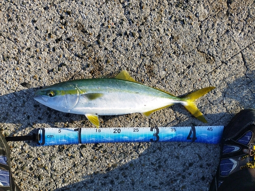 ハマチの釣果