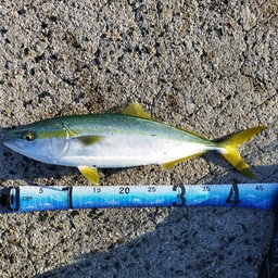 尺アジが釣りたい（今はブリ中毒）の釣果