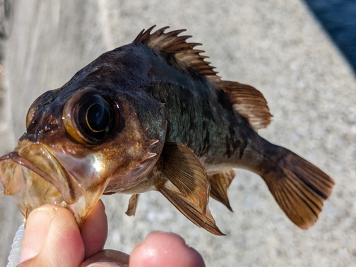 メバルの釣果