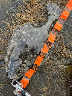 ソゲの釣果