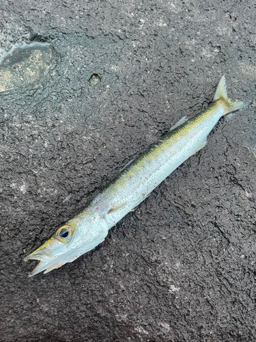 タイワンカマスの釣果