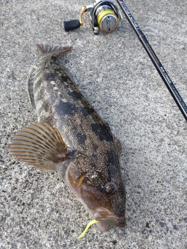 アイナメの釣果