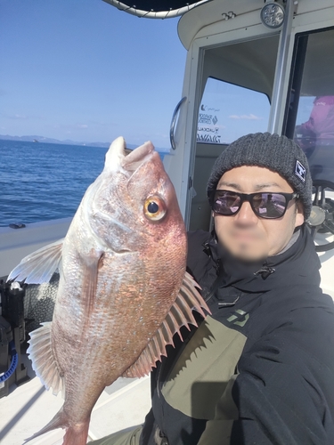 マダイの釣果