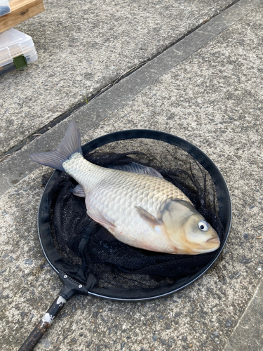 フナの釣果