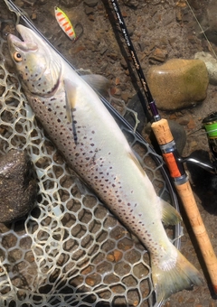 ブラウントラウトの釣果