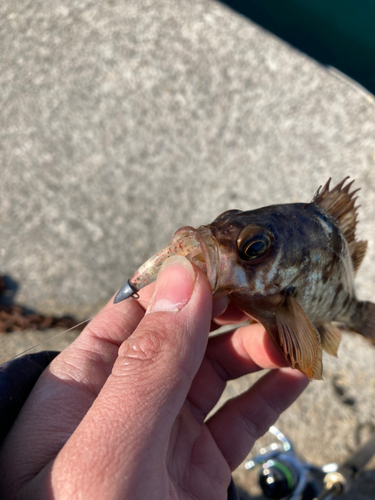 アカメバルの釣果