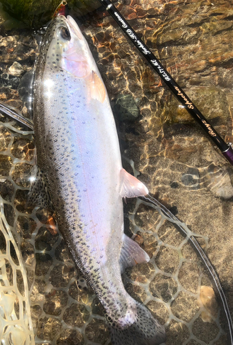 ニジマスの釣果