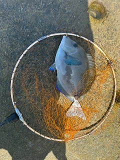 ニザダイの釣果