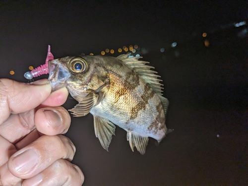 メバルの釣果