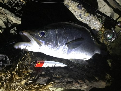 ヒラスズキの釣果