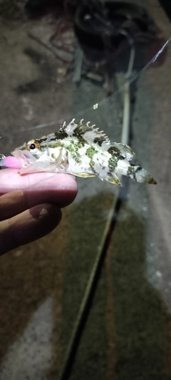 タケノコメバルの釣果