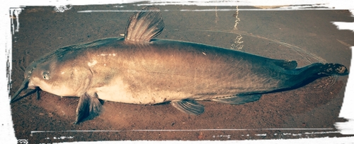 アメリカナマズの釣果