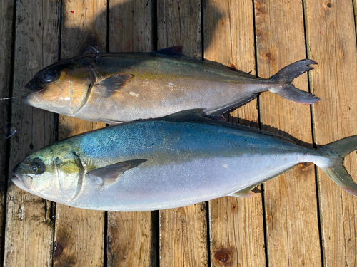 ヒラマサの釣果