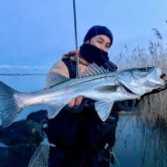 スズキの釣果