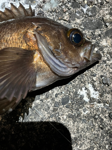 メバルの釣果