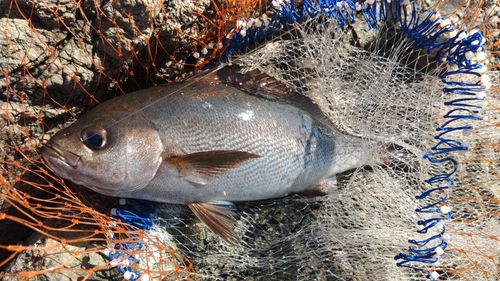 イサキの釣果