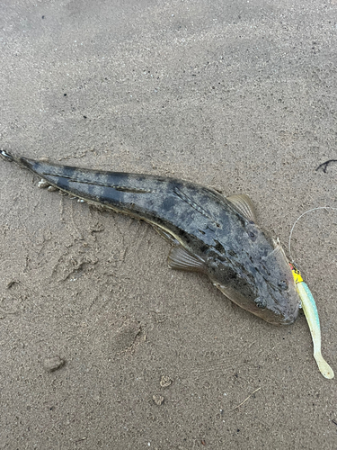 マゴチの釣果