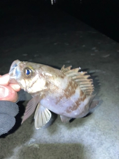 メバルの釣果