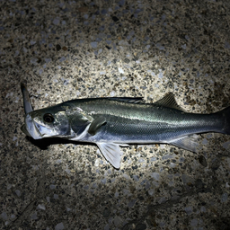 カマやん.の釣果