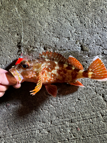 カサゴの釣果