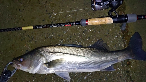 スズキの釣果