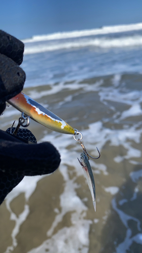 カタクチイワシの釣果