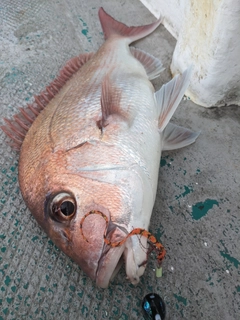 マダイの釣果