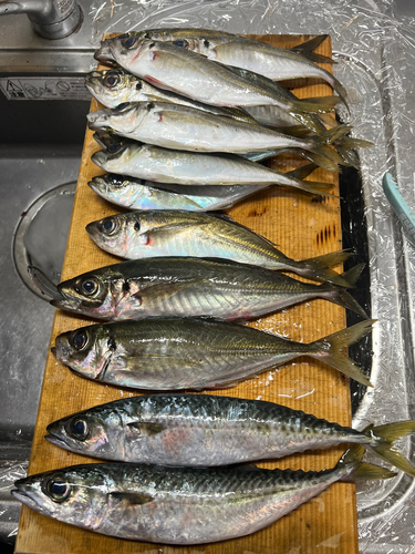 マアジの釣果