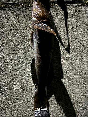 アイナメの釣果