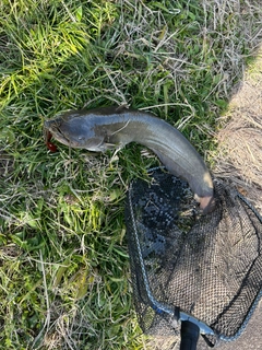 ナマズの釣果