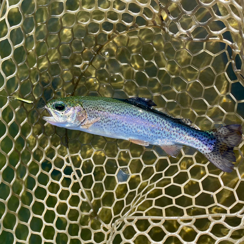 ニジマスの釣果